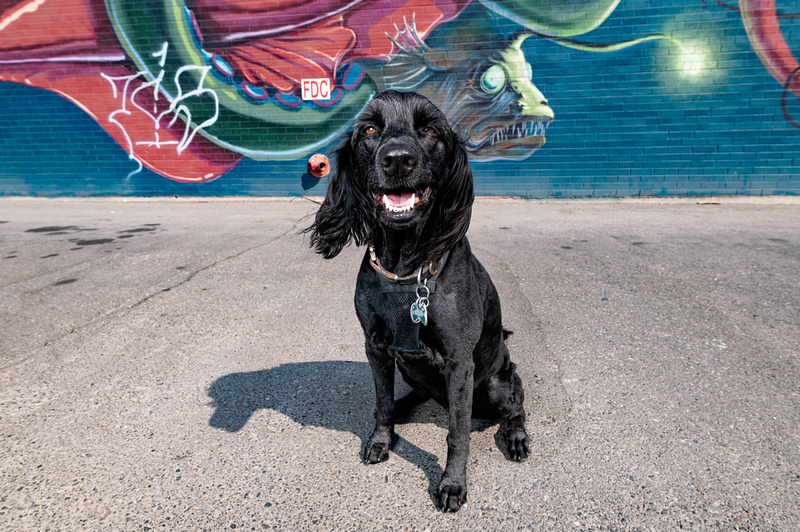 Black goldendoodle in front of mural of giant squid in the city of South Salt Lake.