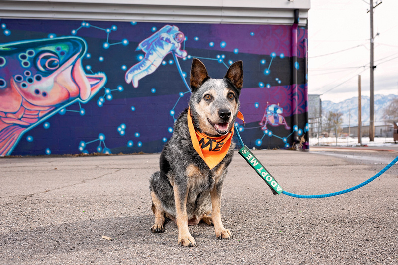 Senior cattle dog with adopt me bandana and leash in front of mural