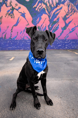 Great dane puppy in front of mural of Wasatch Mountains in Salt Lake City