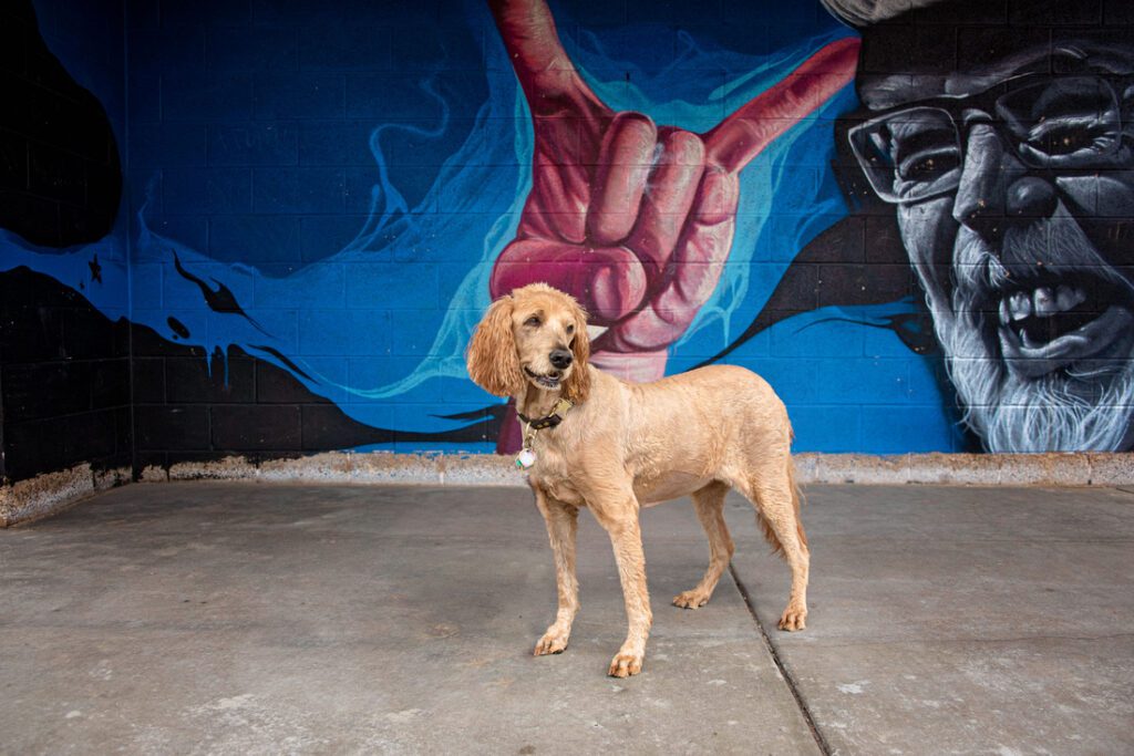 Senior goldendoodle on sidewalk in front of Jerry Garcia mural