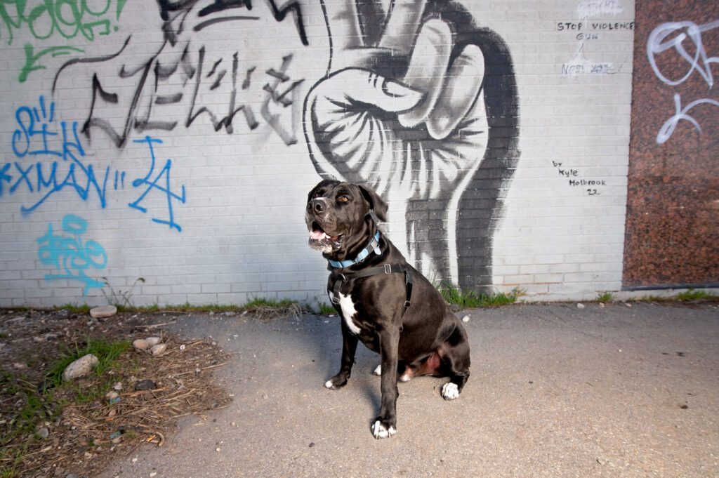 Black and white pitbull in front of street art of peace fingers in Salt Lake City