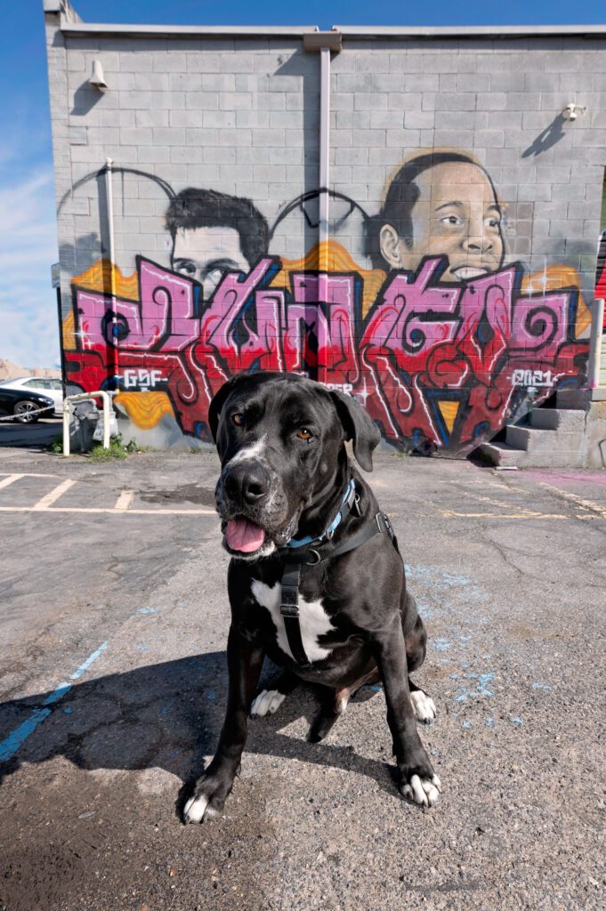 Black and white pitbull in parking lot in front of mural and graffiti depicting soccer starts Messi and Ronaldinho
