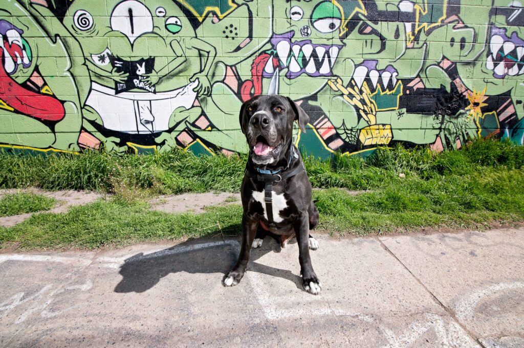Black and white pitbull dog against mural of round green aliens doing different activities