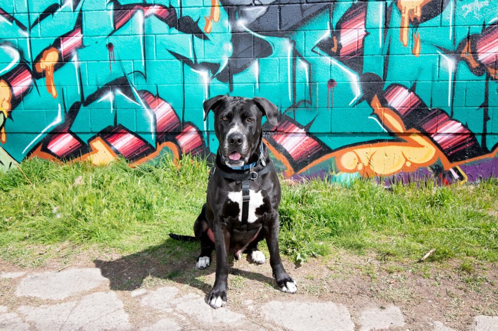 Blue green colorful graffiti art with black and white pitbull dog sitting in front of street art mural.