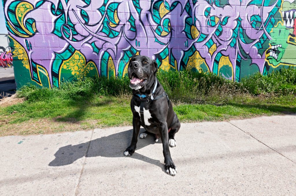 Photograph of black and white large senior pitbull in front of purple and green graffiti art