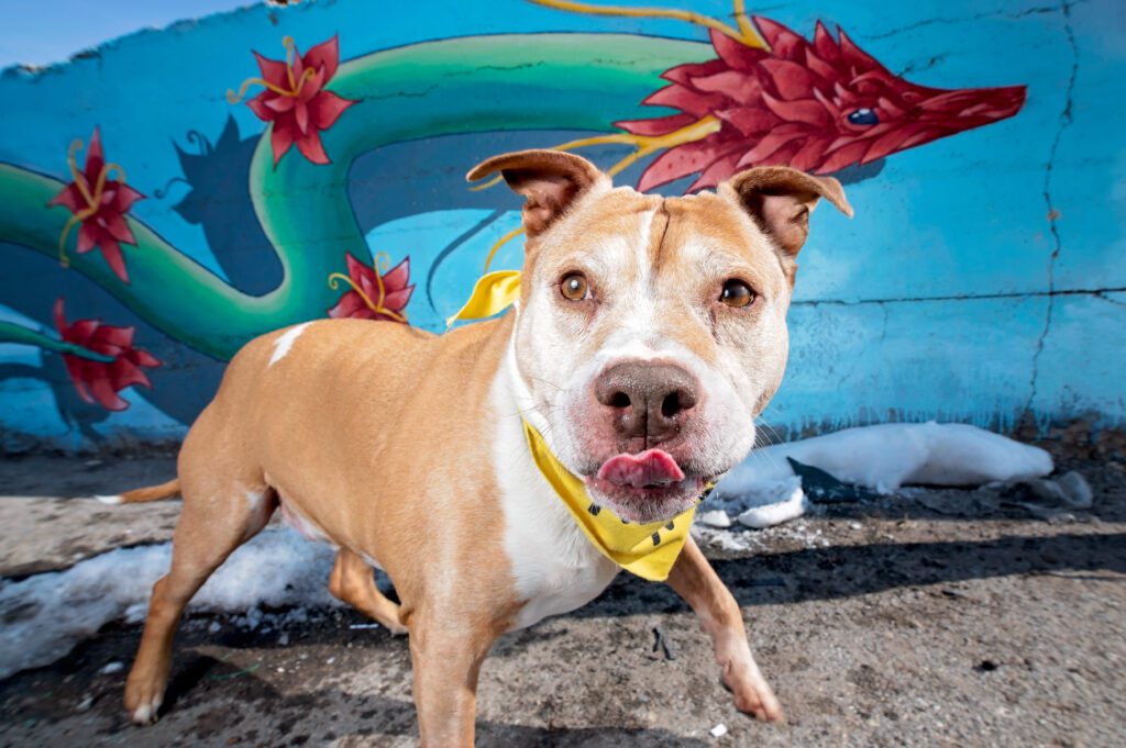 Senior pitbull in front of a colorful mural in the city of Midvale Utah