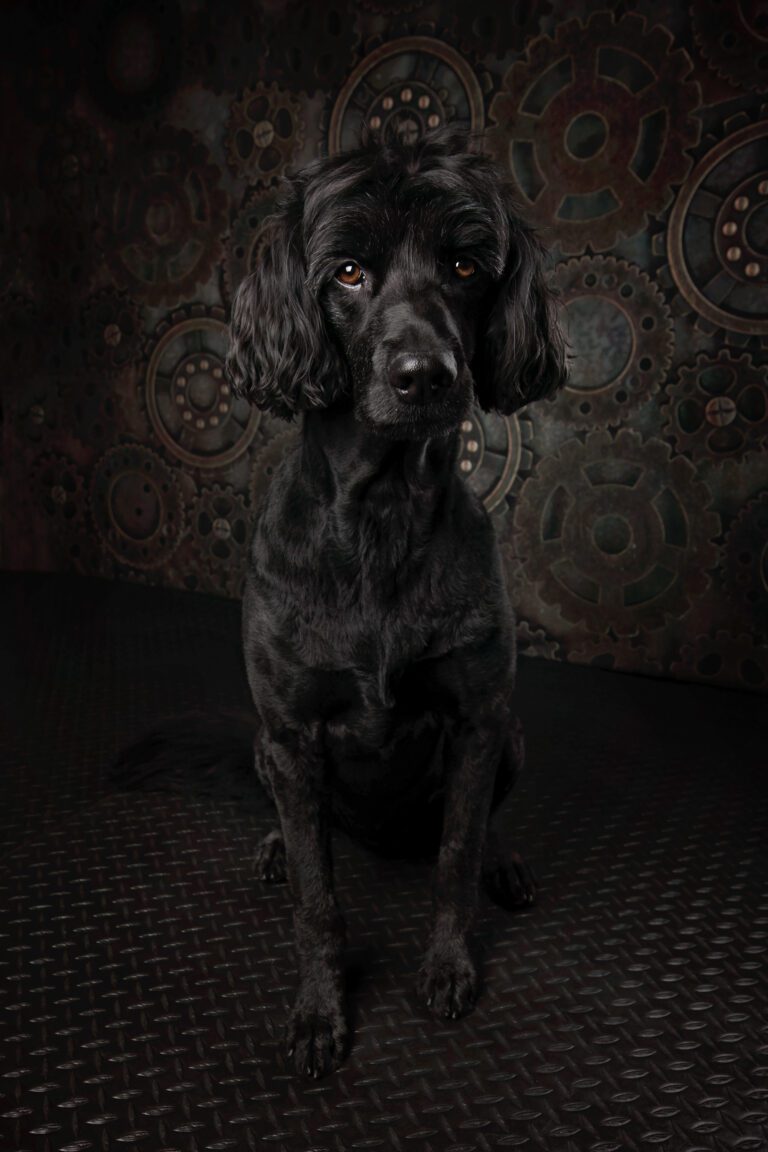 Black Dog on Dark Steampunk Background