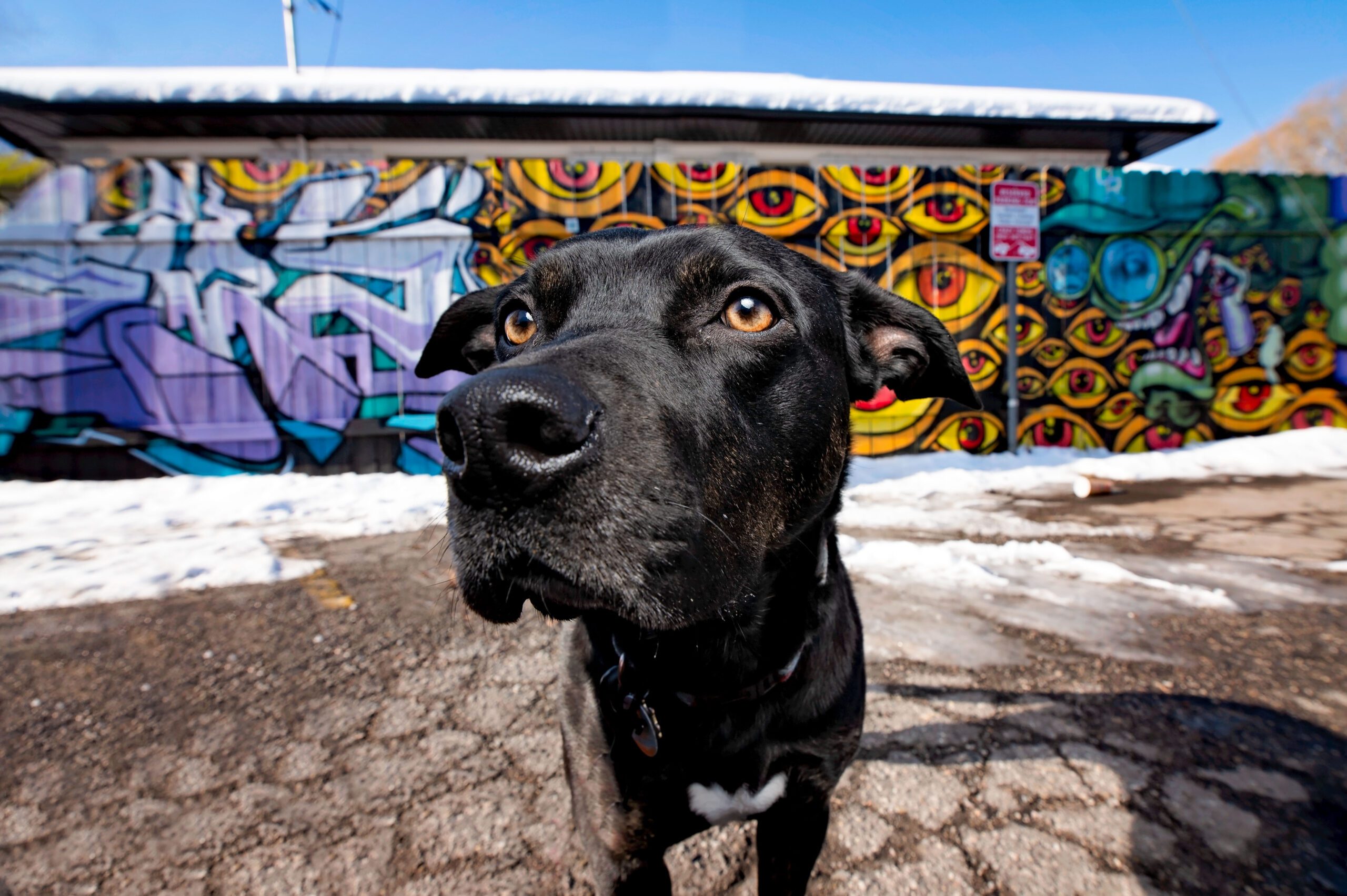Black dog with amber eyes in front of a mural with amber eyes.