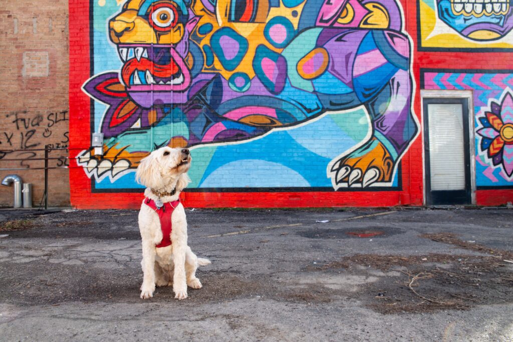 Goldendoodle dog in front of colorful mural street art