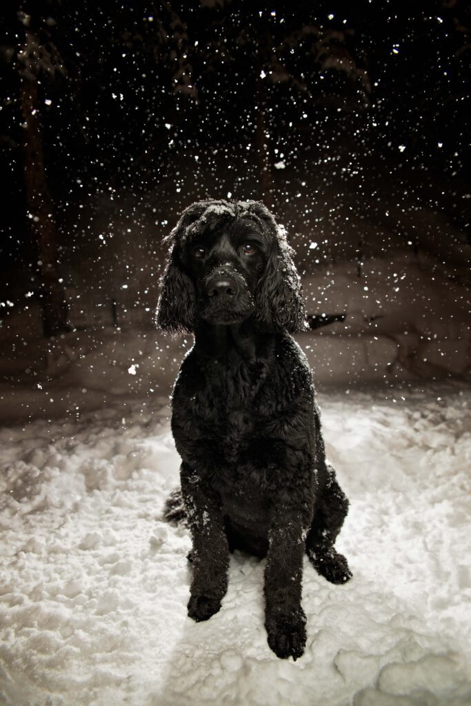 Black dog in snow with light behind dog to highlight snowflakes coming down