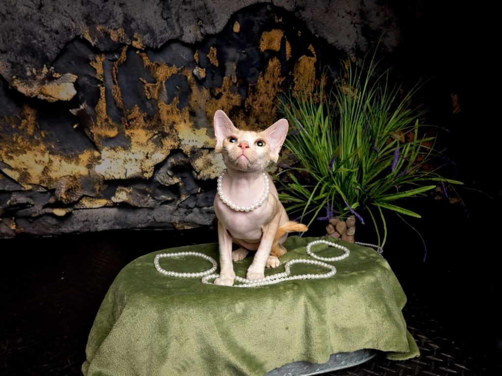 Hairless cat in stdio with grunge backdrop