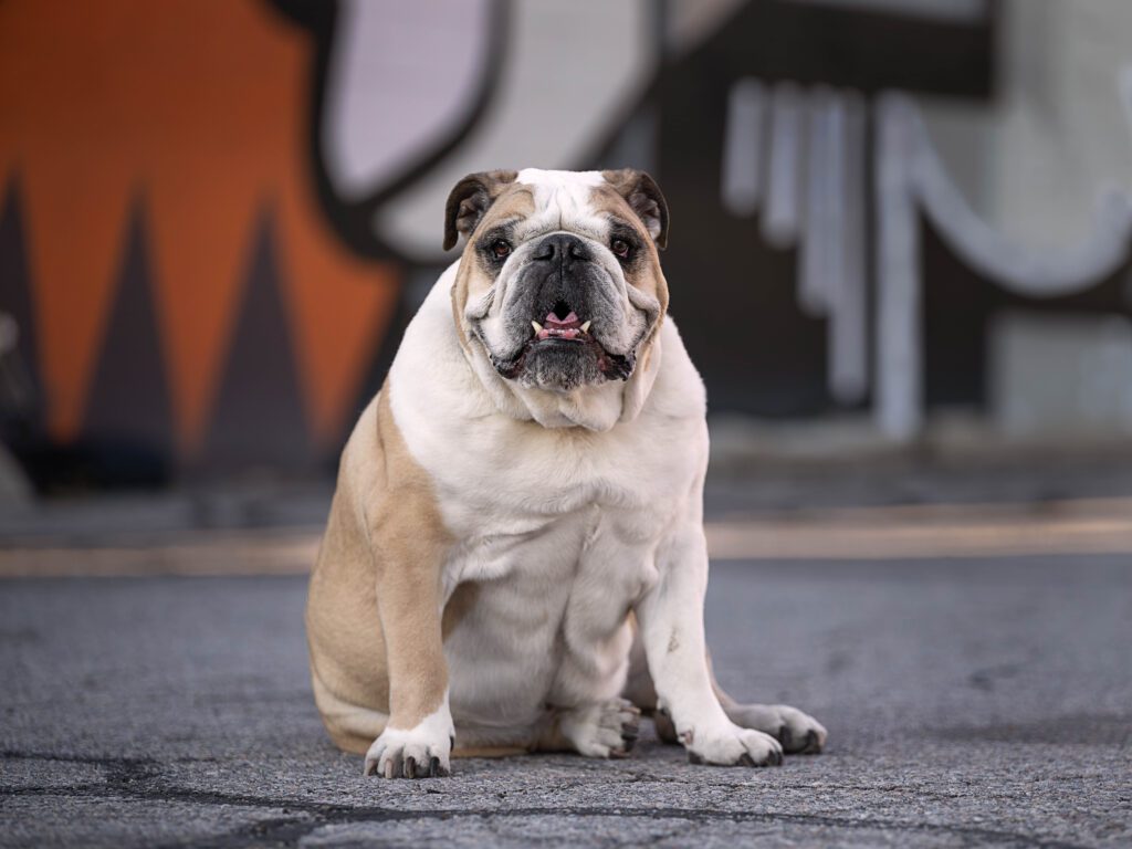 English bulldog in front of orange and white mural