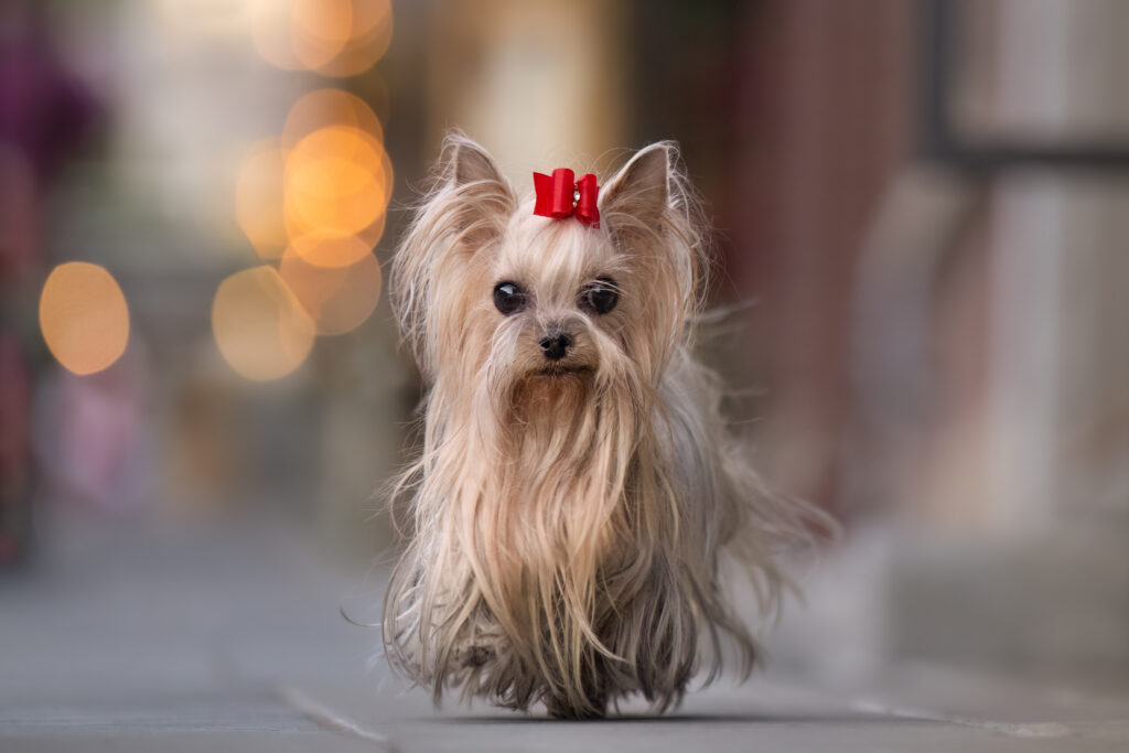 Yorkie on Main Street Park City Utah with red bow in hair and bokeh lights in background