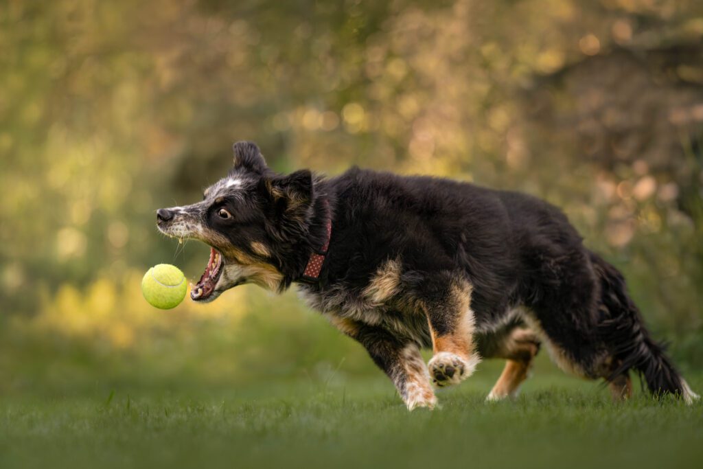 Senior miniature cattle dog snatching tennis ball out of the air on green lawn.