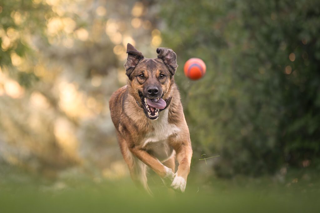 Mixed breed dog intensely focused on tennis ball running toward camera