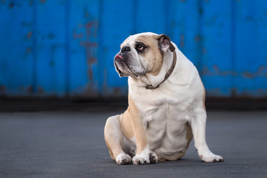 English bulldog in front of blue background on gray pavement