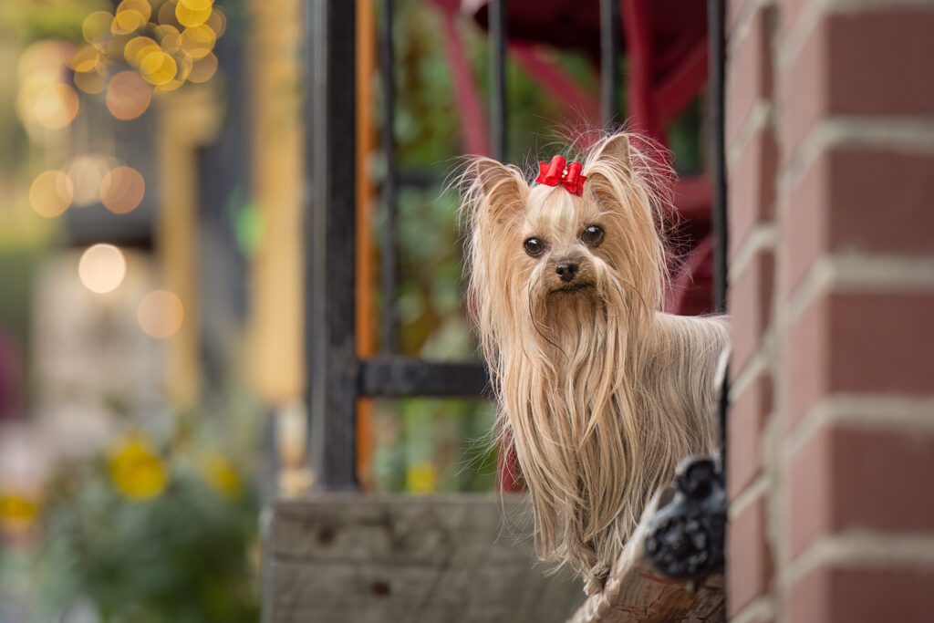 Yorkie with red bow on head on bench on Main Street, Park City Utah