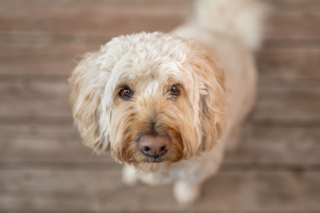 Blond goldendoodle looking up at camera