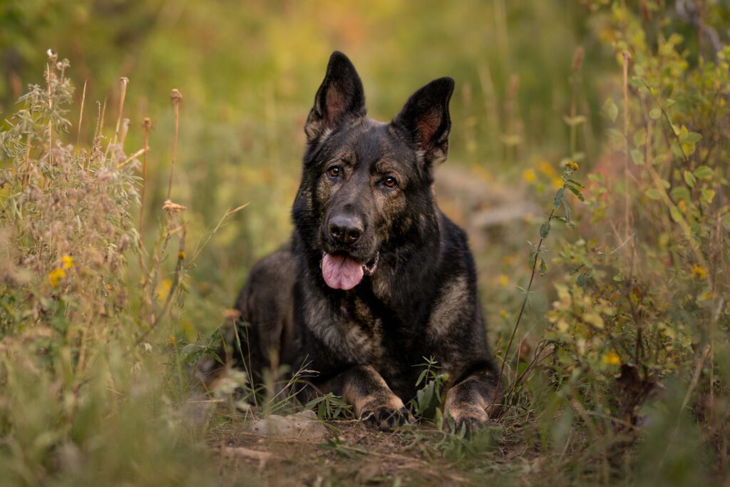 German shepherd puppy lying down on hiking trail with head tilted