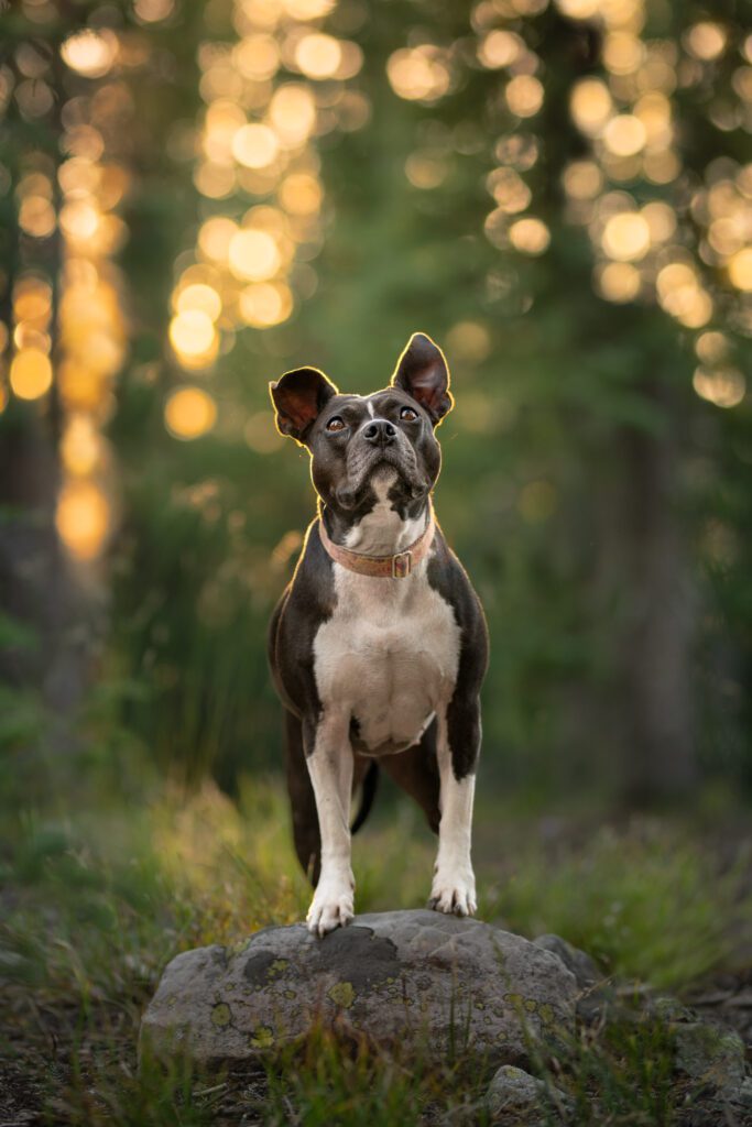 Pitbull on rock with backlighting looking up at the sky