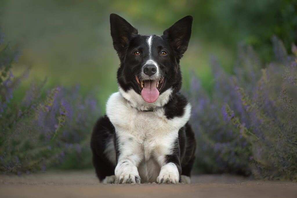 Cattle dog Malinois mis lying down between lavender bushes