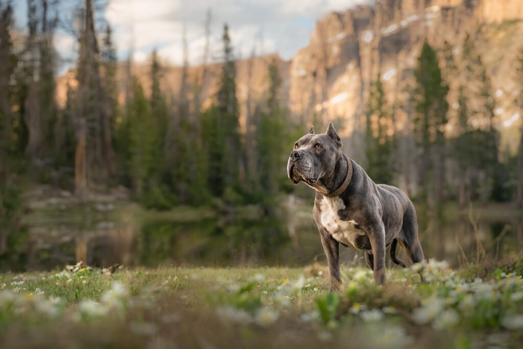 Senior pitbull in front of Haystack Mountain in Uinta Cache National Forest, Utah