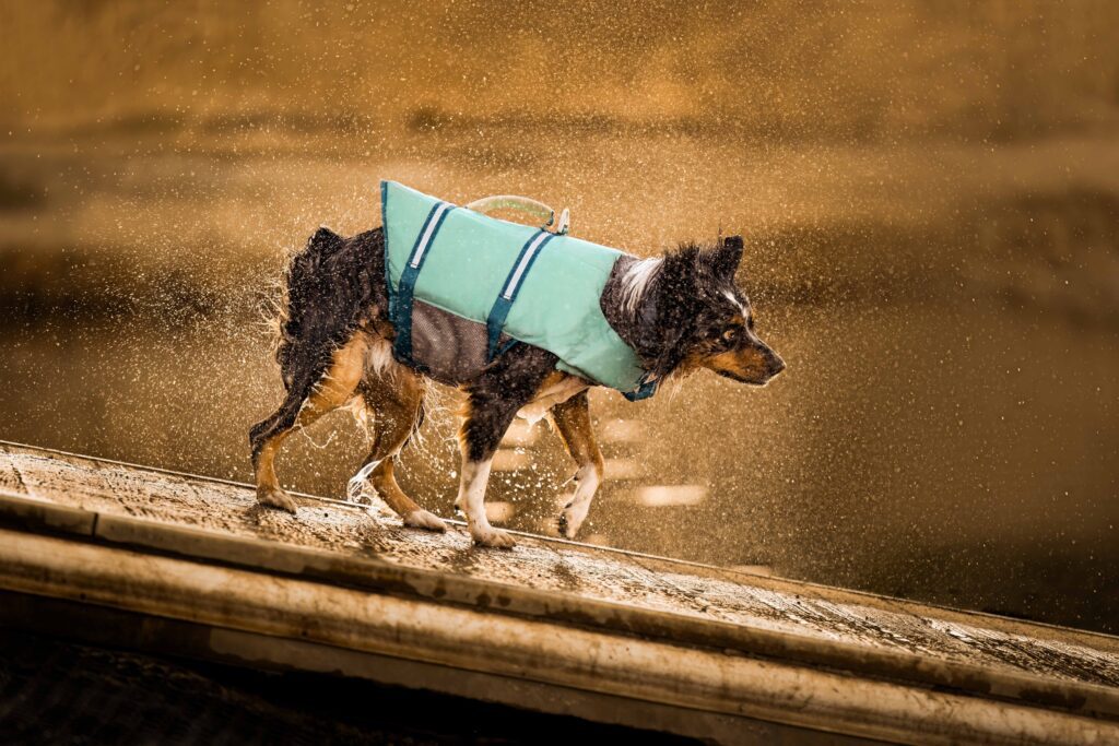 Mixed breed dog on shaking off water on ramp into pond at Willow Creek Dog Park, Park City, Utah