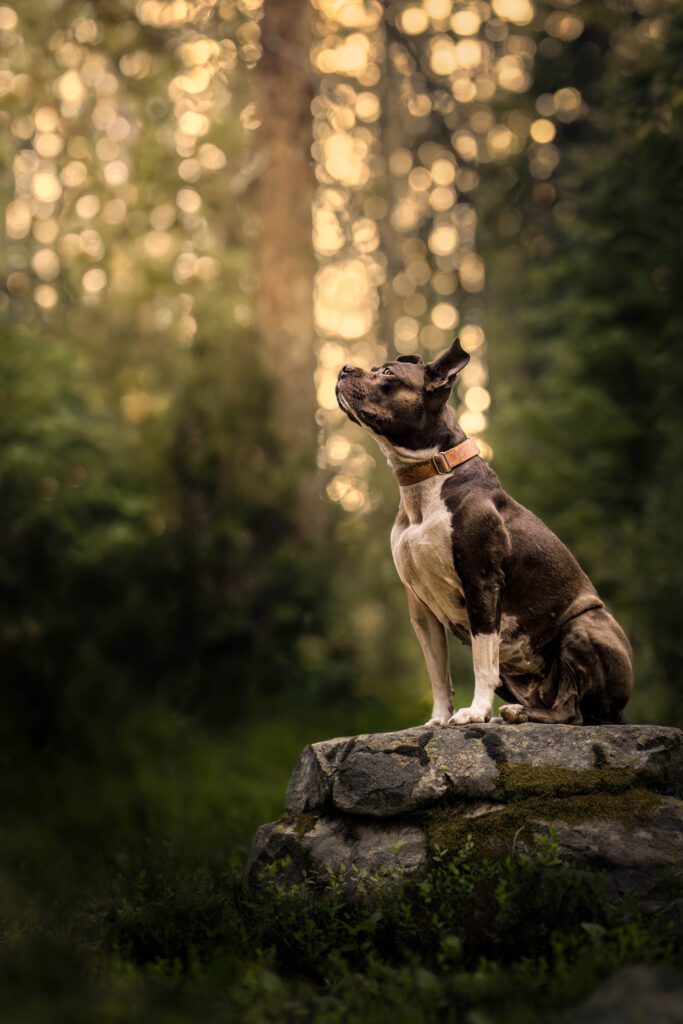 Pitbull sitting on rock looking into the afternoon sky with backlit trees