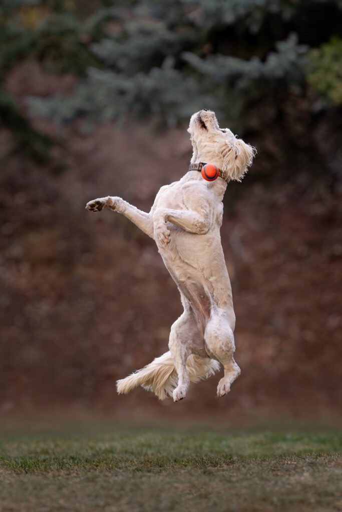 Goldendoodle leaping in the air missing tennis ball