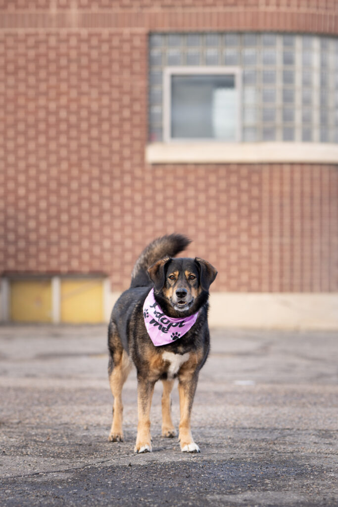 Heber City pet photographer