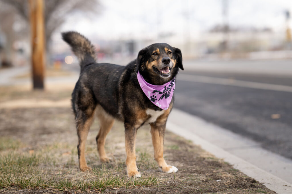 Heber City pet photographer