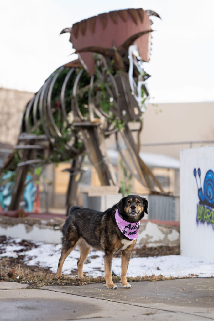 Heber City pet photographer