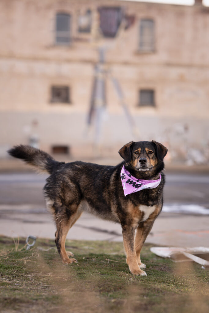 Heber City pet photographer