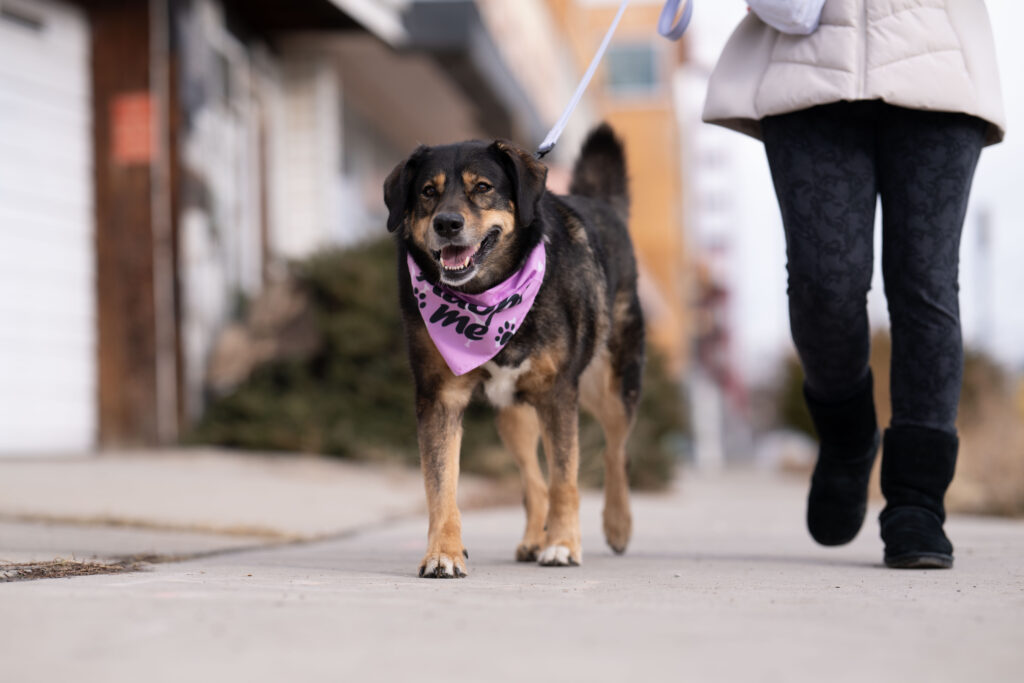 Heber City pet photographer