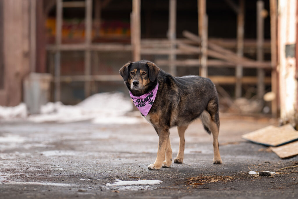 Heber City pet photographer