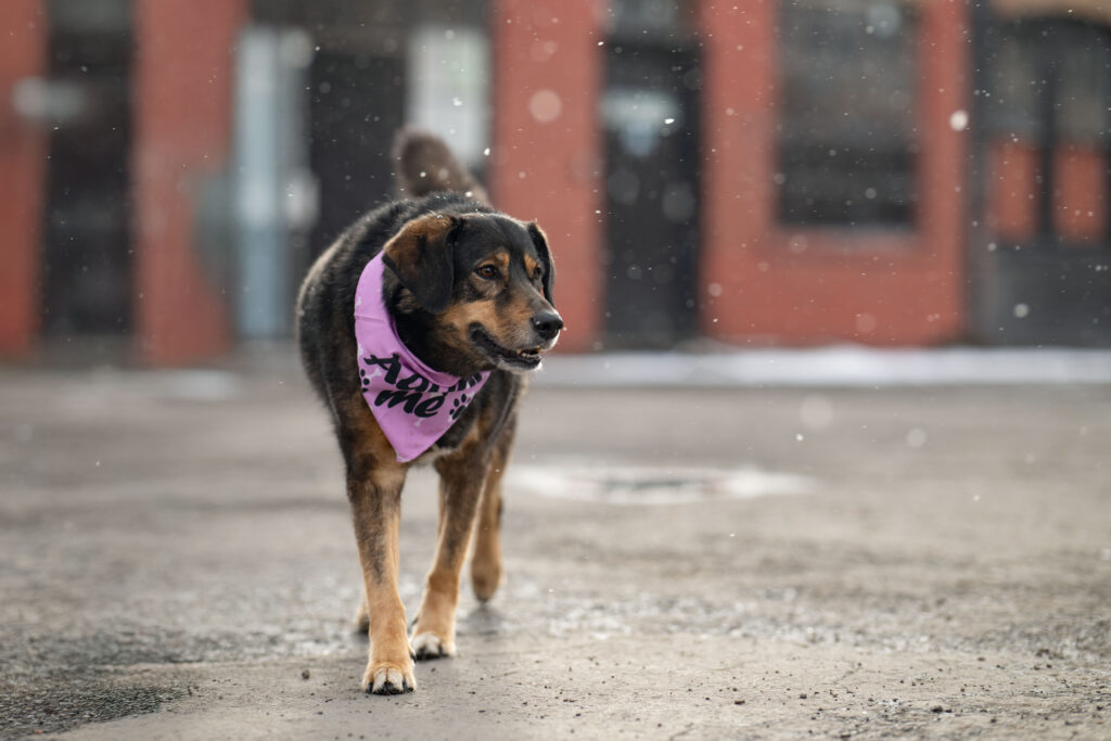 Heber City pet photographer