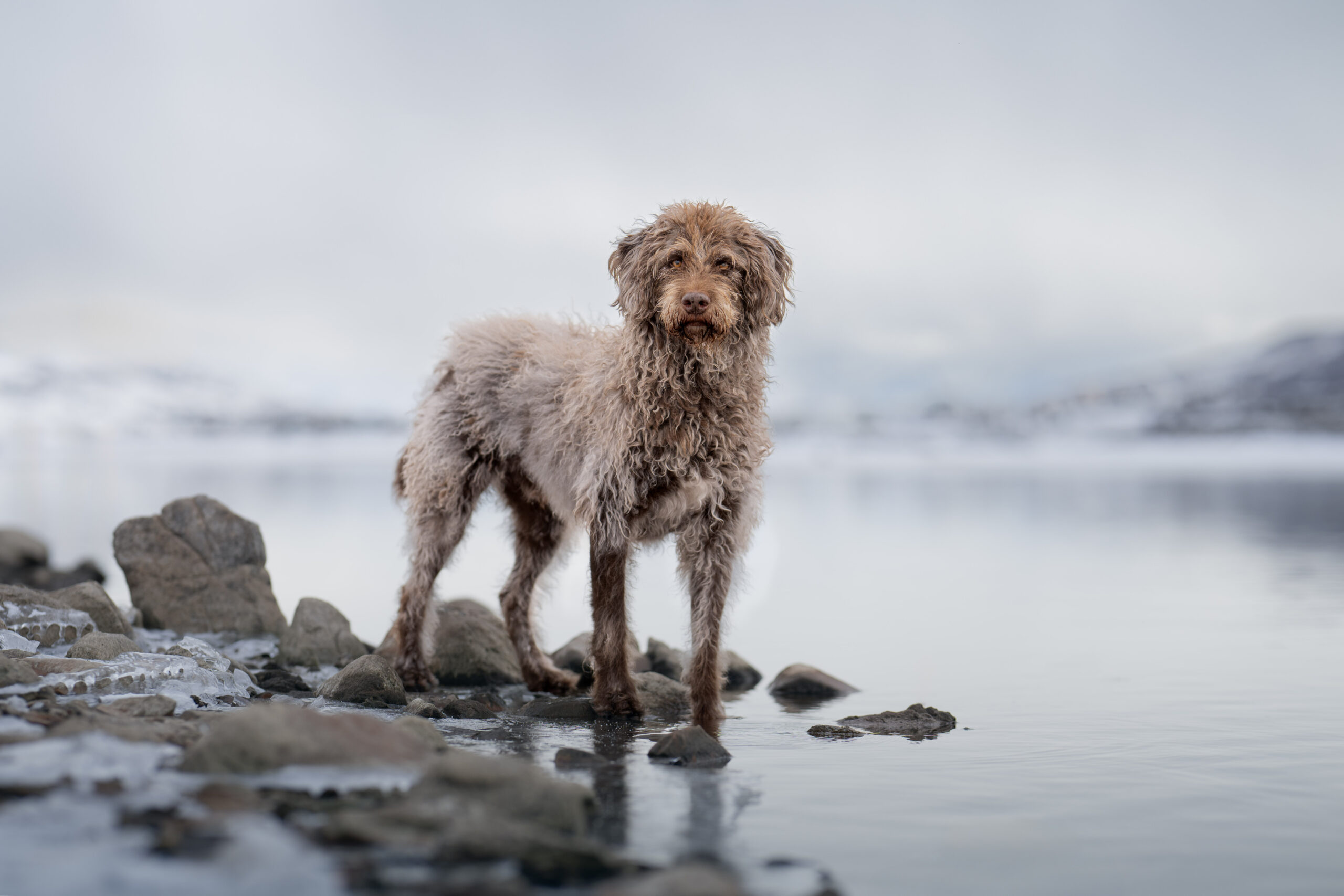 Heber City pet photographer