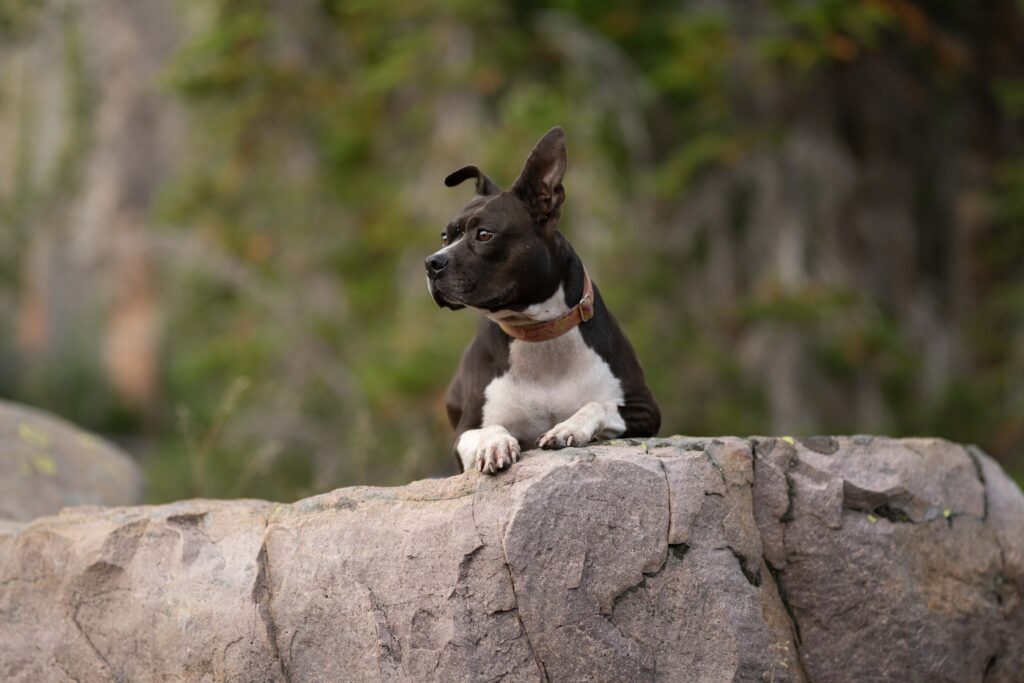 Heber City pet photo sessions