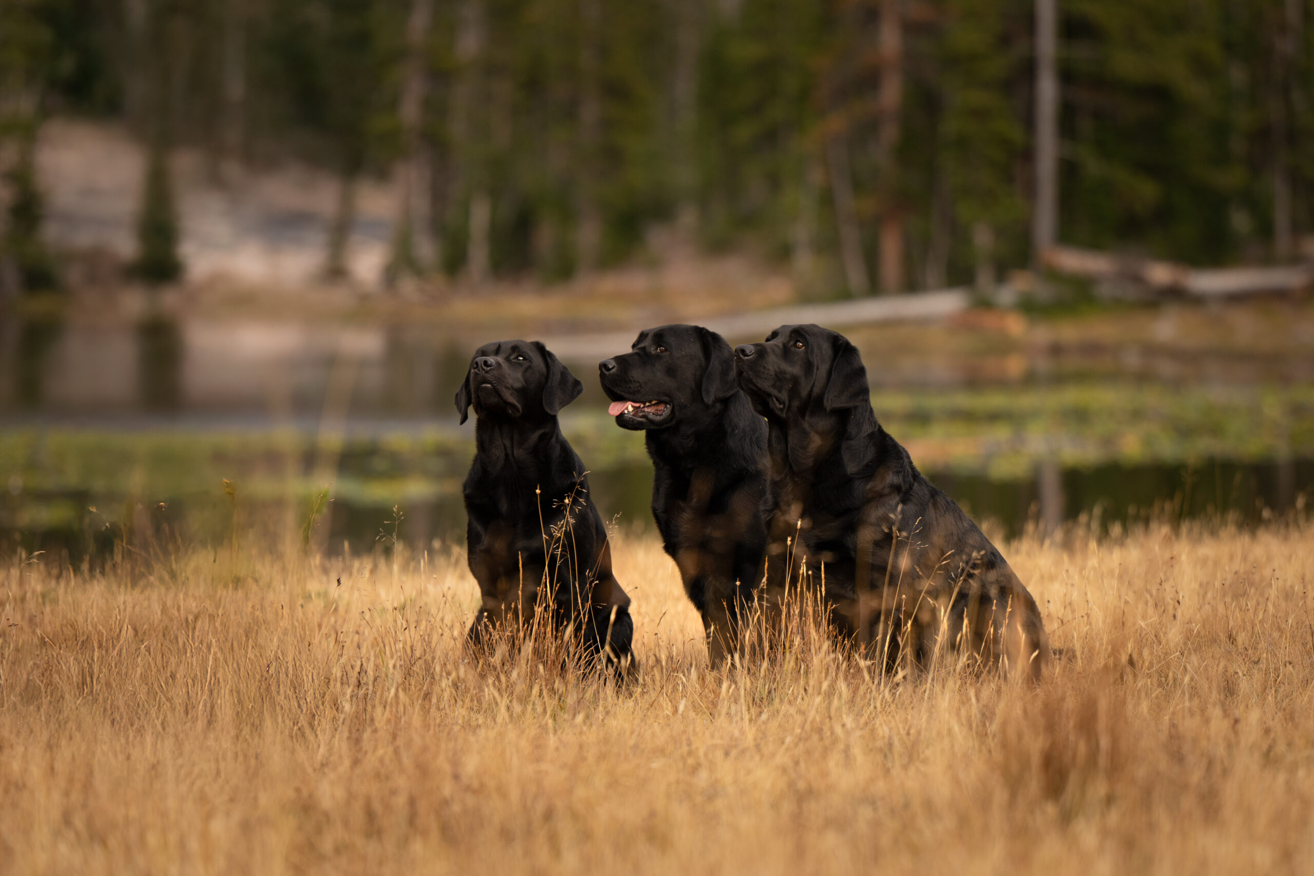 Heber City pet photographer