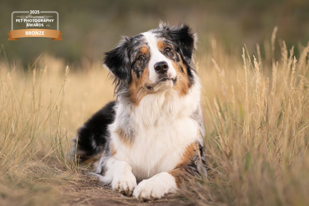 Cattle dog in tall grass in fall in Park City, Utah mountains.