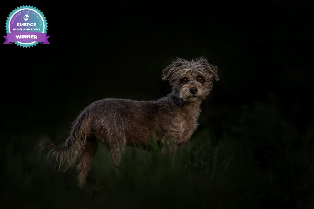 Small mixed-breed dog at sunset with rim-light in the Uinta Mountains Mirror Lake Highway, Kamas, Utah Award winning image