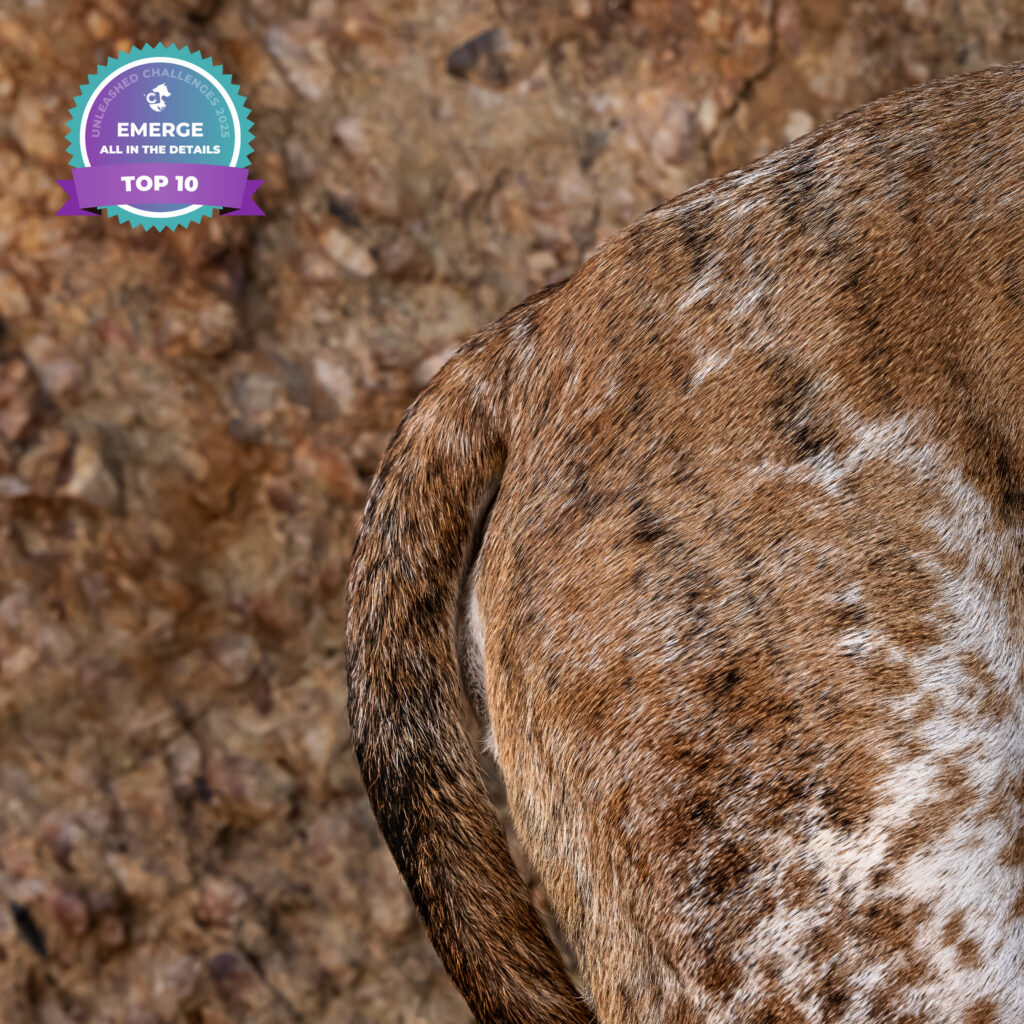 Close-up of a Great Dane’s spotted flank echoing the tones and patterns of Bonneville Conglomerate rock — Antelope Island, Utah
