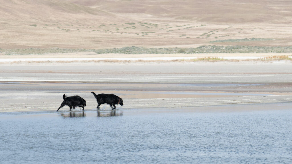 Two flat-coated retrievers play in the Great Salt Lake with Antelope Island in the background — adventure pet photography