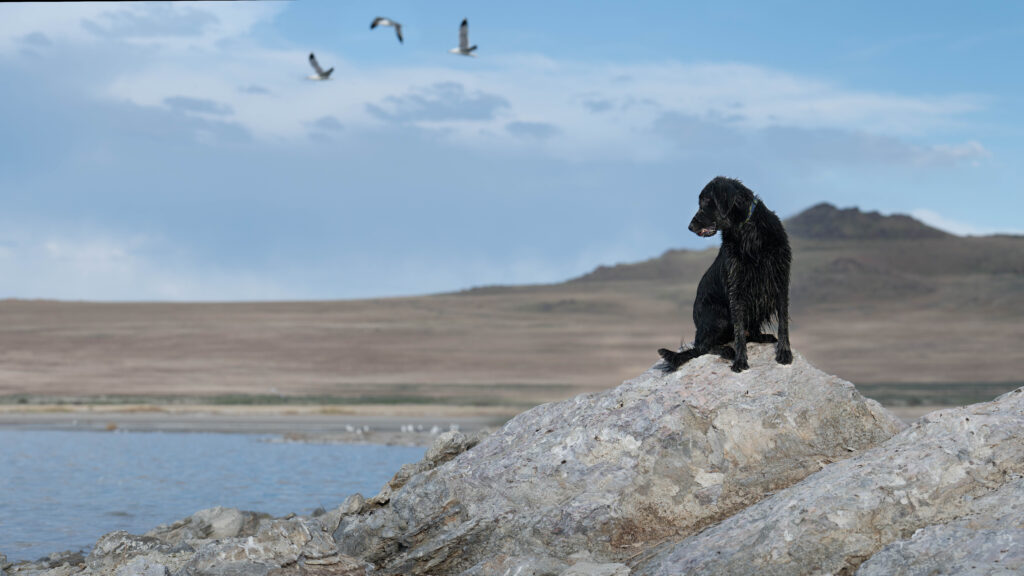 Flat-coated retriever seated on a small rock outcrop in the Great Salt Lake, watching gulls overhead — Antelope Island, Utah