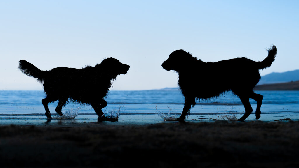 Two flat-coated retrievers splash in the shallows of the Great Salt Lake, silhouetted against the evening sky at Antelope Island, Utah