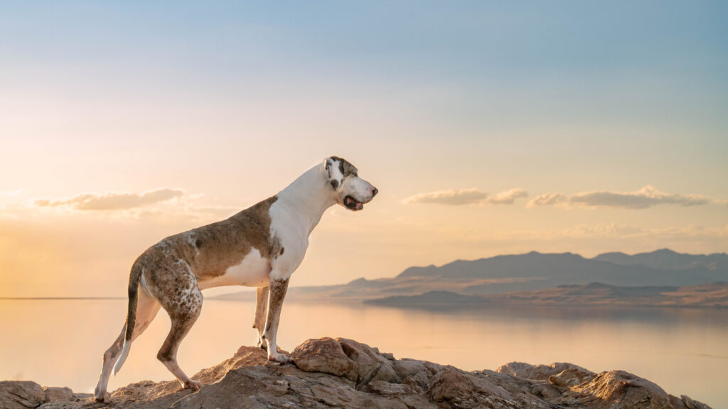 Great Dane standing on a rocky outcrop at sunset overlooking the Great Salt Lake from Antelope Island, Utah — adventure dog photography by TimePunk Pet Photography