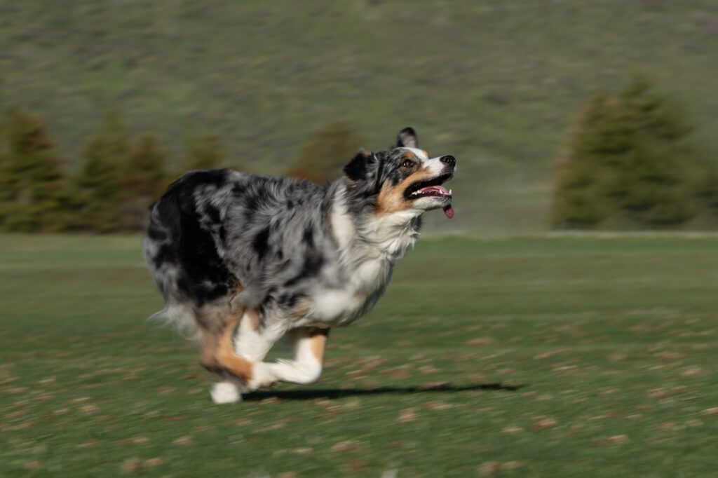 Cattle dog running across a grassy field with panning motion blur in late afternoon — Park City, Utah