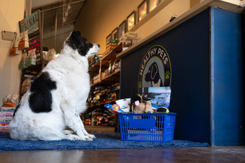 Great Pyrenees–Border Collie mix waiting at the counter with a basket of treats at Healthy Pets Summit County — Park City, Utah