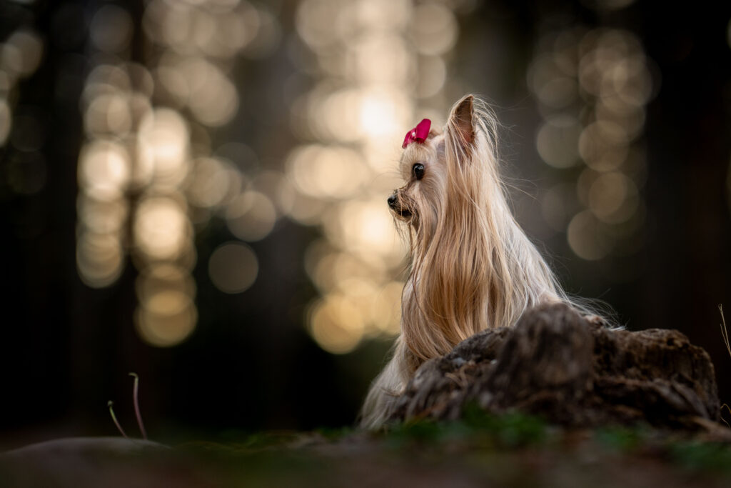 Teacup Yorkie with red bow on a tree stump in the Uinta Mountains, dreamy bokeh behind — adventure pet portrait