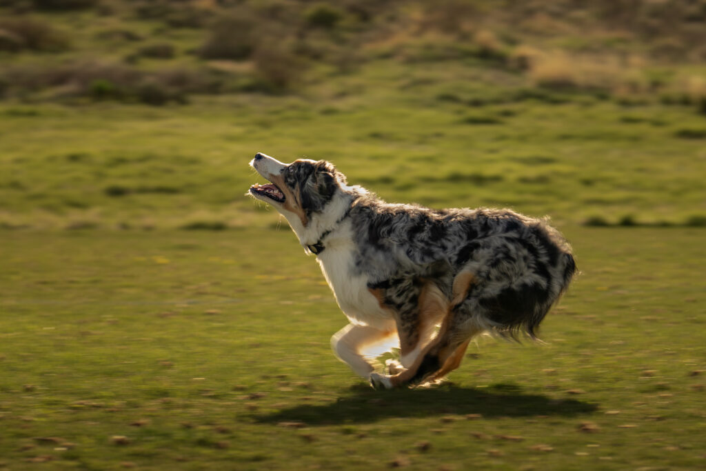 Cattle dog chasing a frisbee with intentional motion blur in late-afternoon backlight — Park City, Utah